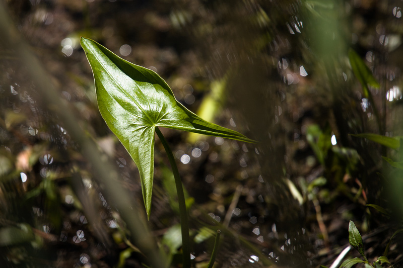 Photo contest picture: not available