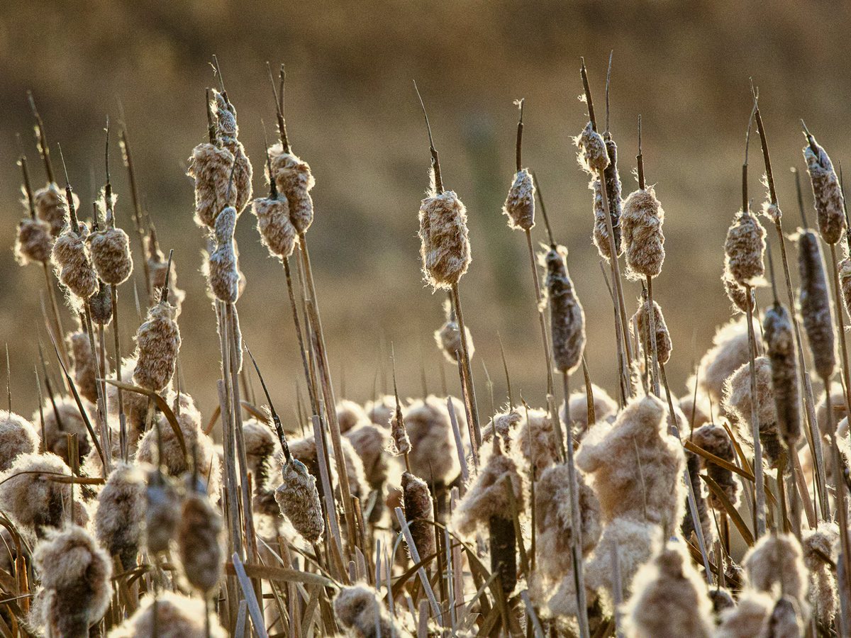 Photo contest picture: not available